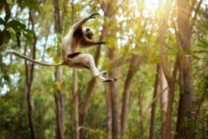 lemur in madagascar