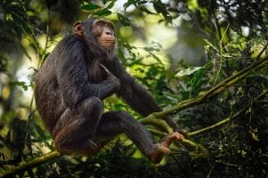 uganda chimpanzee